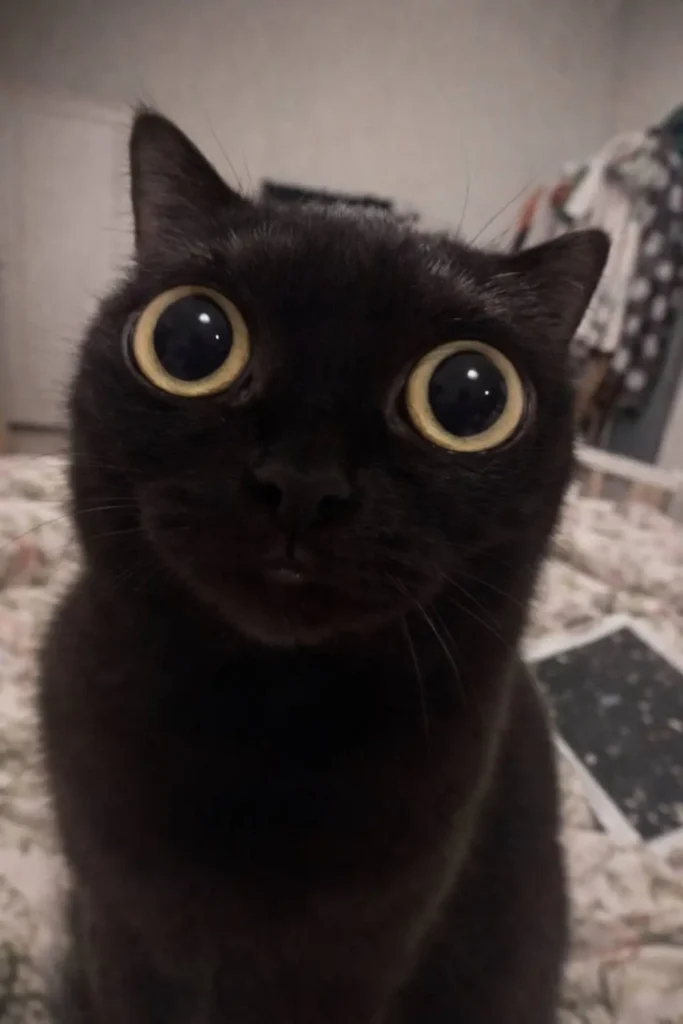 Black cat with huge wide eyes staring at camera, goofy ahh cat reaction meme