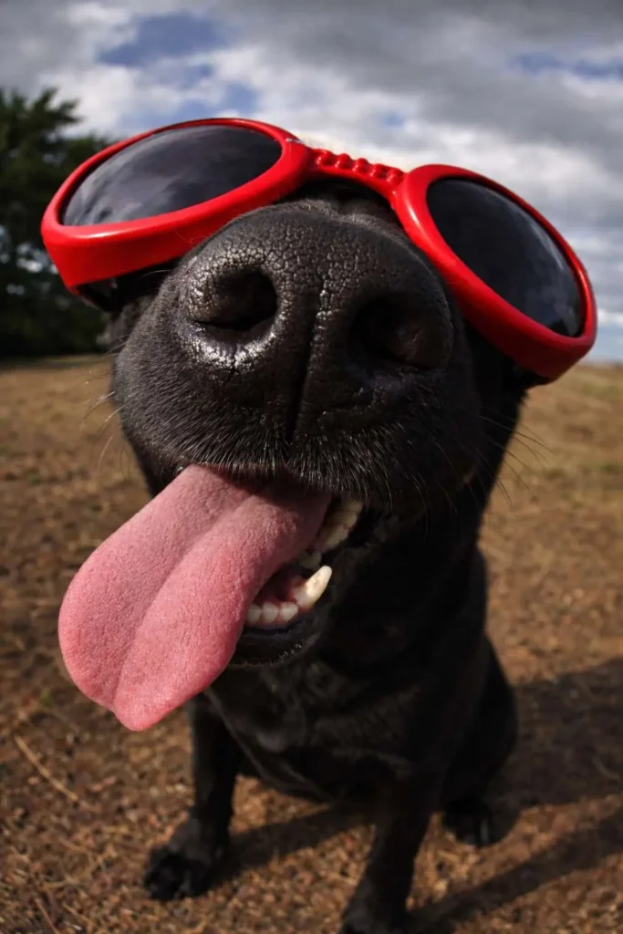 Black dog wearing red sunglasses with tongue out, funny close-up dog meme image outdoors