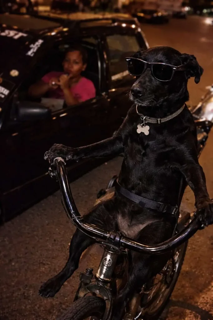 Cool black dog wearing sunglasses riding a bicycle at night, viral funny dog meme photo