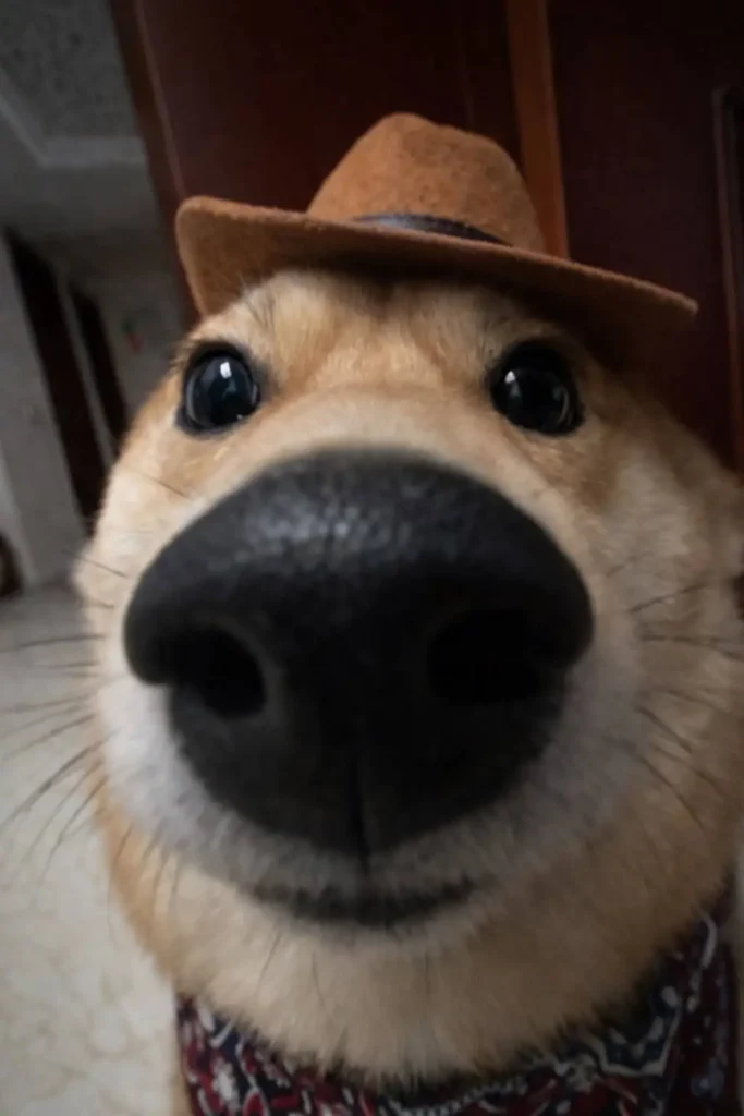 Extreme close-up of a dog wearing a small brown hat with oversized nose, funny dog meme image