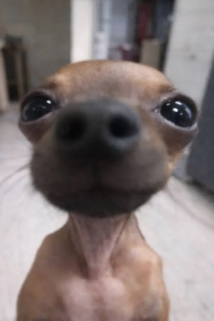 Extreme close-up of a small dog’s nose and eyes, goofy pet meme image