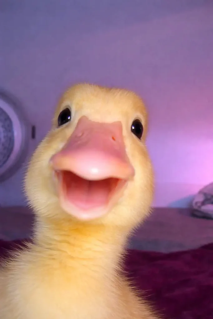 Funny duck meme wallpaper with shocked expression and close-up face