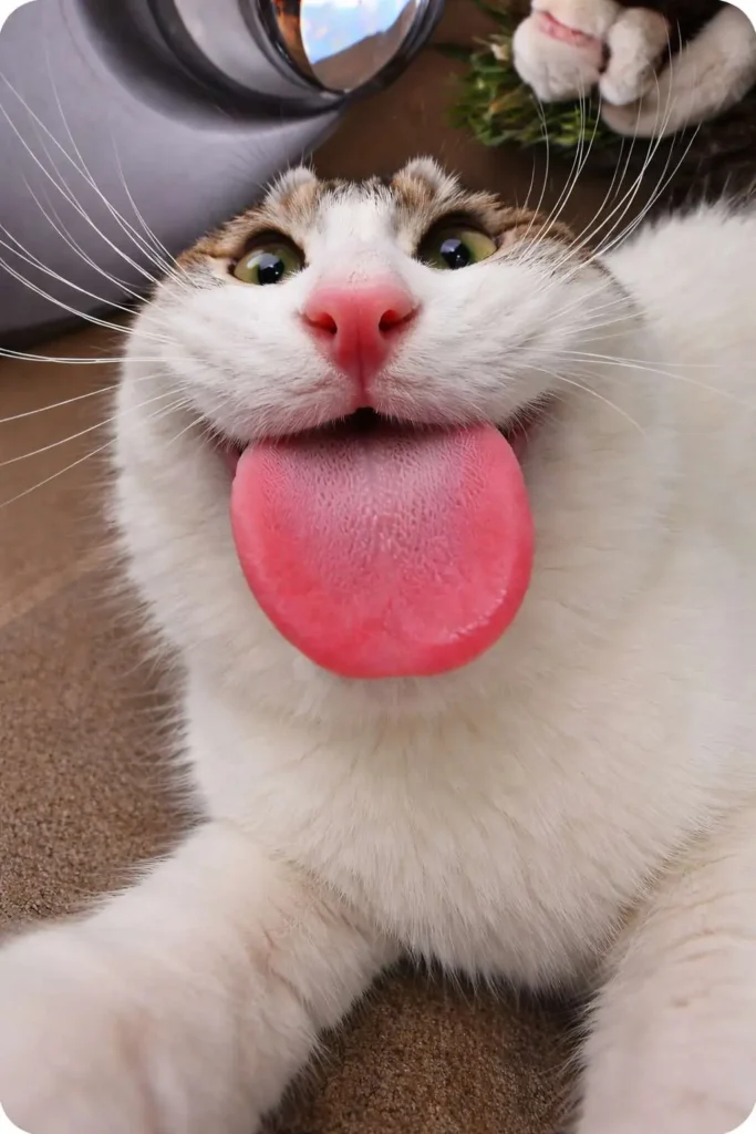 Funny goofy ahh cat sticking tongue out with wide eyes close-up meme