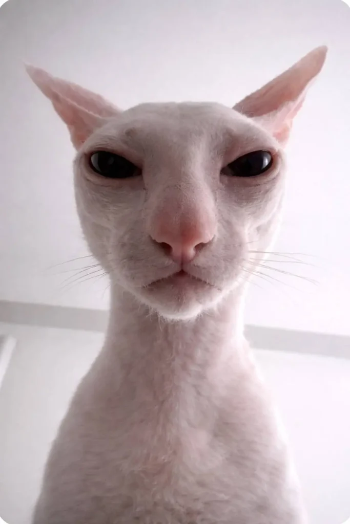 Goofy ahh Sphynx cat meme with serious stare and wrinkled skin