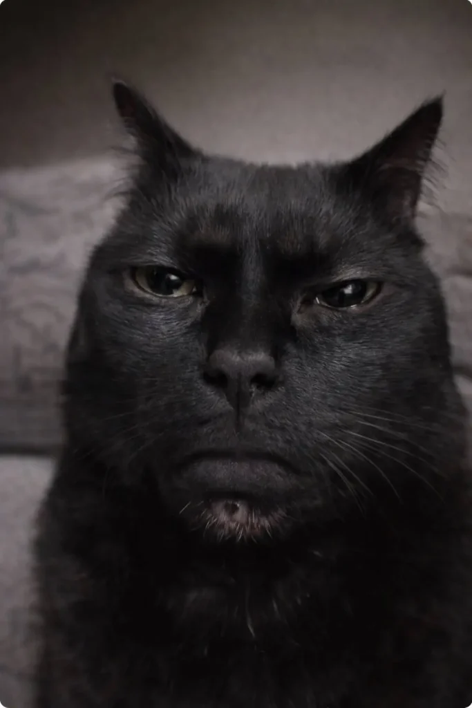 Goofy ahh black cat meme with serious expression and half-closed eyes close-up