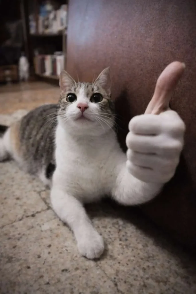 Goofy ahh cat meme giving thumbs up with human hand edit indoors