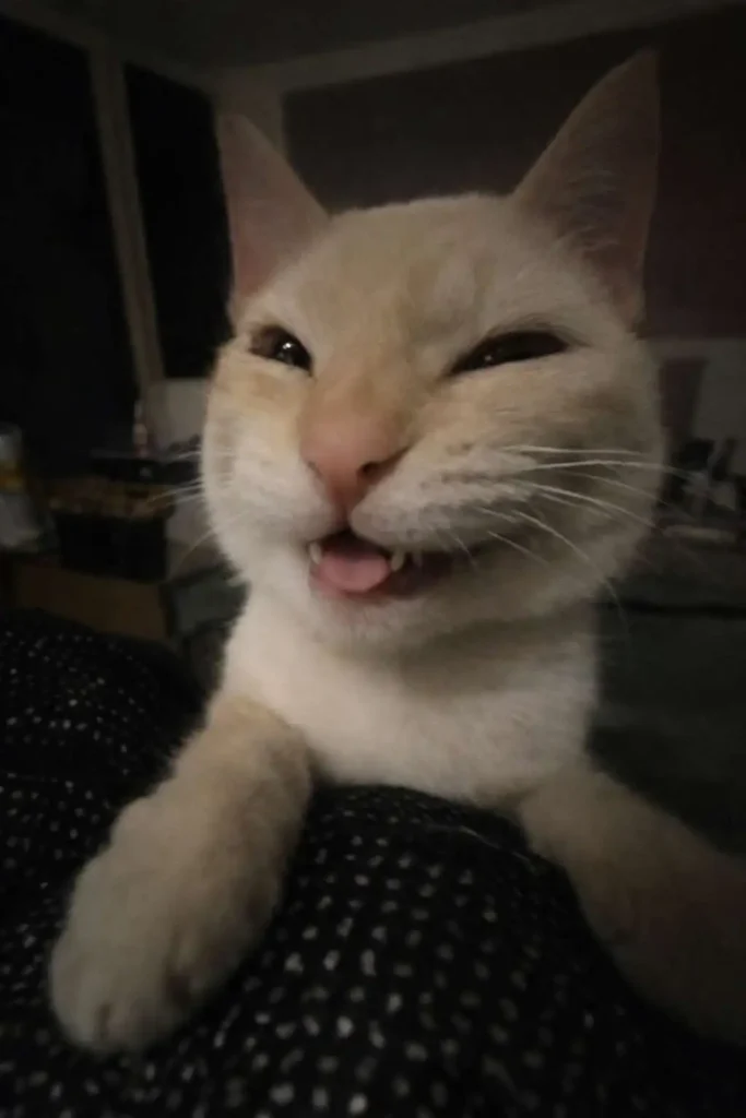 Goofy ahh cat wallpaper with a silly facial expression and tongue slightly out