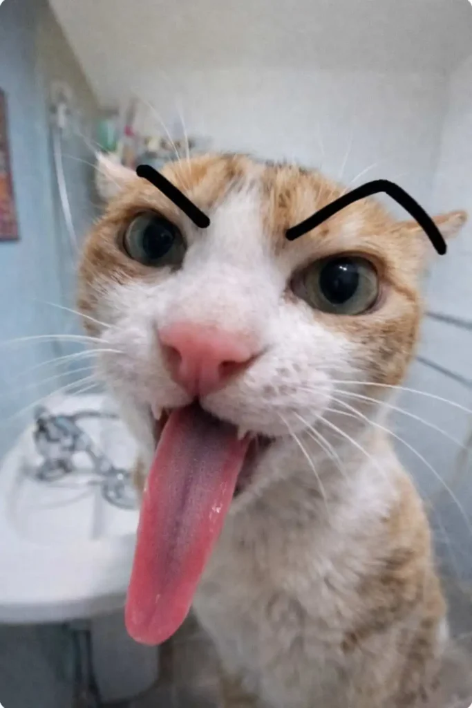 Goofy ahh cat wallpaper with tongue sticking out and angry drawn eyebrows