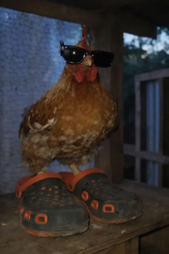 Goofy ahh chicken meme wallpaper wearing sunglasses and crocs indoors
