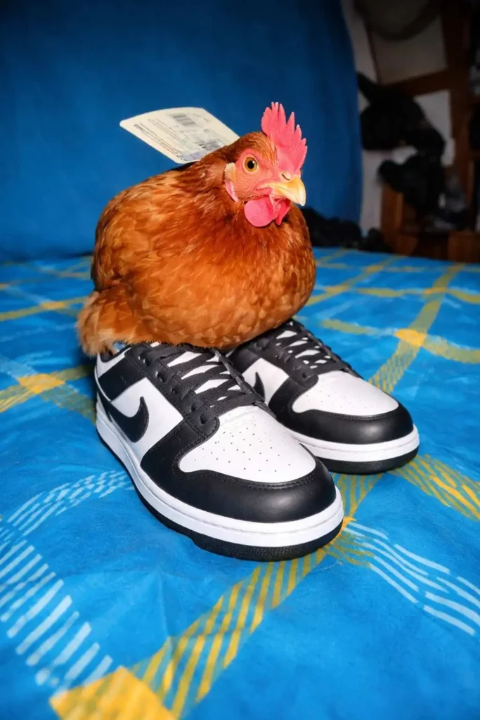 Goofy ahh chicken wallpaper sitting on sneakers like a meme photo