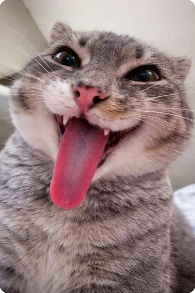 Goofy ahh grey tabby cat with tongue sticking out, extreme close-up funny cat meme face