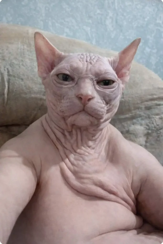 Goofy ahh hairless cat meme with muscular body and stern expression