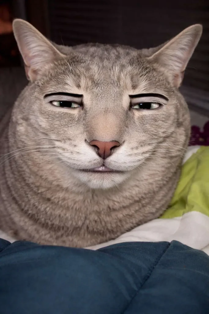 Goofy ahh smug cat meme with half-closed eyes and relaxed expression