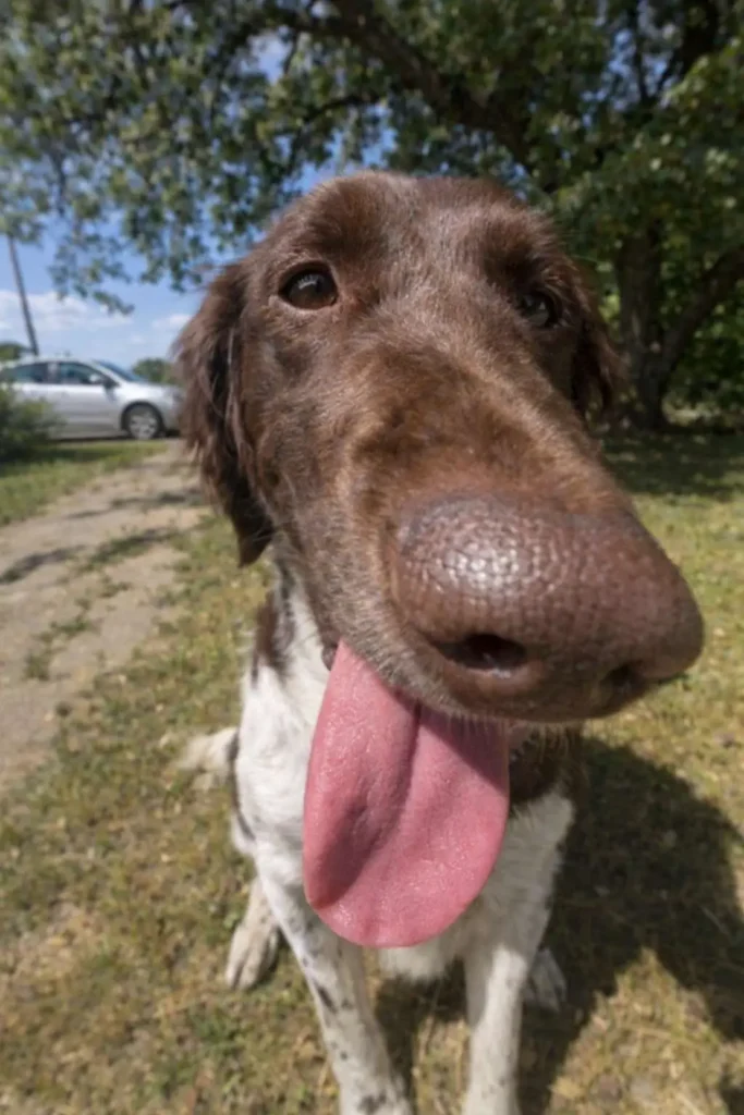 Goofy dog with long tongue sticking out in extreme close-up, funny dog meme image outdoors