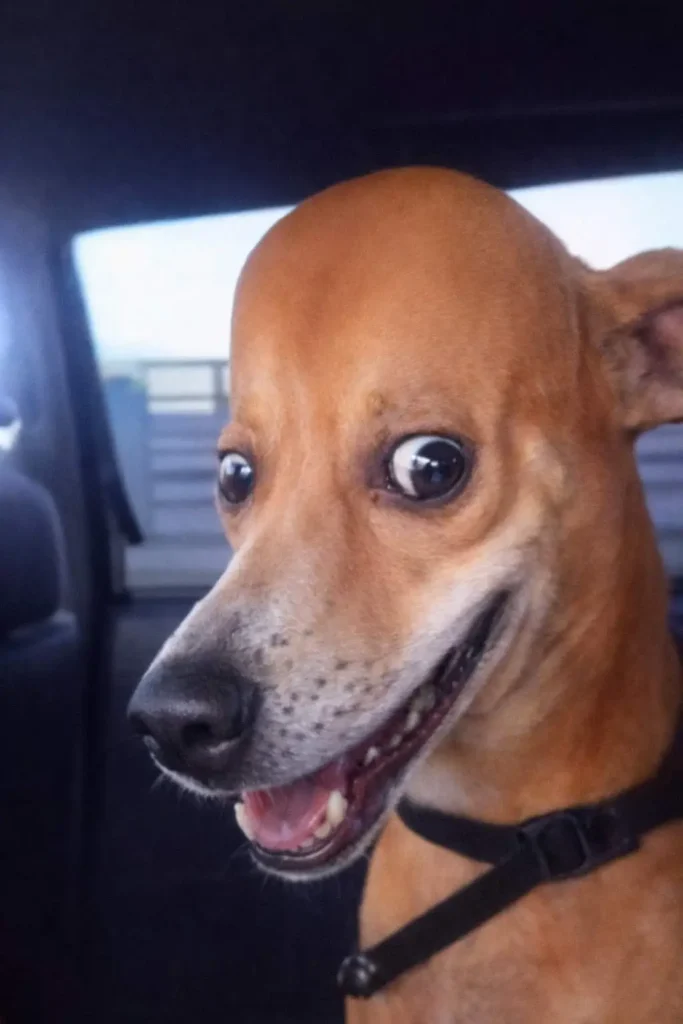 Happy dog sitting in a car with a surprised smile, funny dog reaction meme image