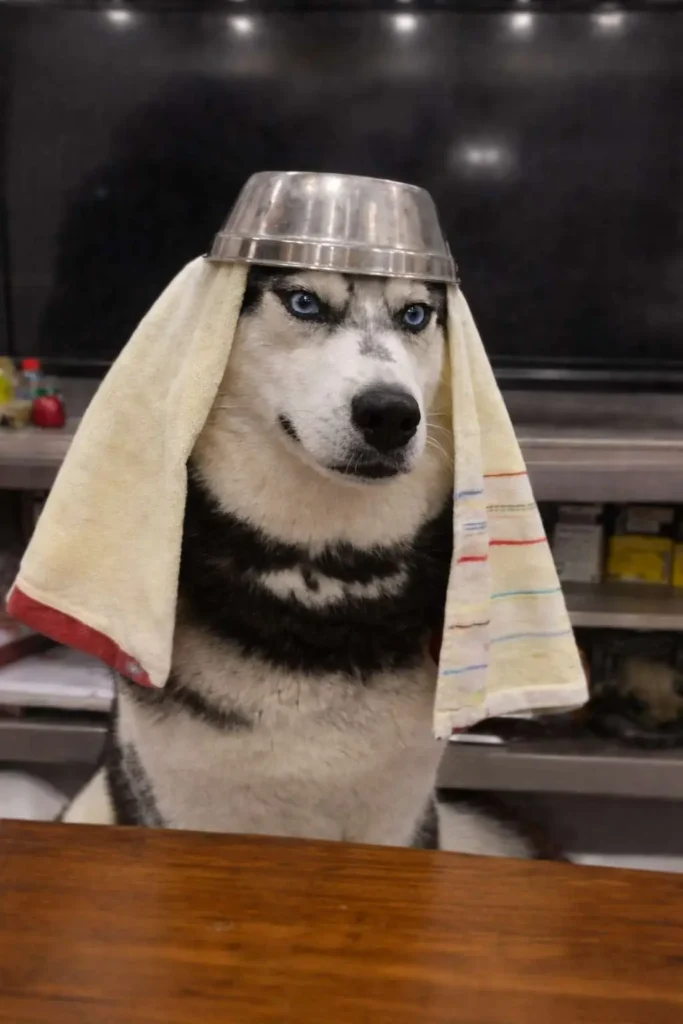 Husky dog wearing a towel and metal bowl on head in a kitchen, funny dog costume meme image