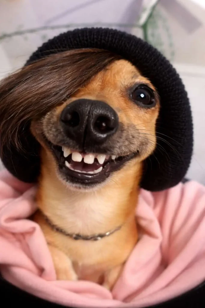 Small dog wearing a black wig and hoodie with a goofy smile, funny costume dog meme photo