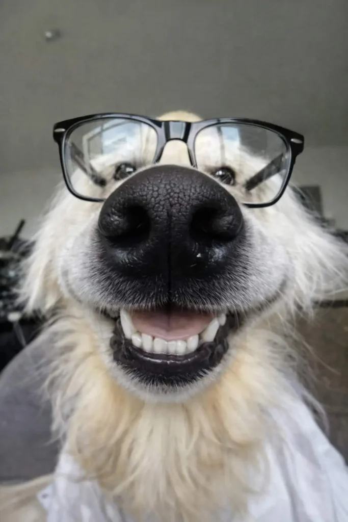 Smiling dog wearing black glasses in extreme close-up, funny goofy dog meme photo