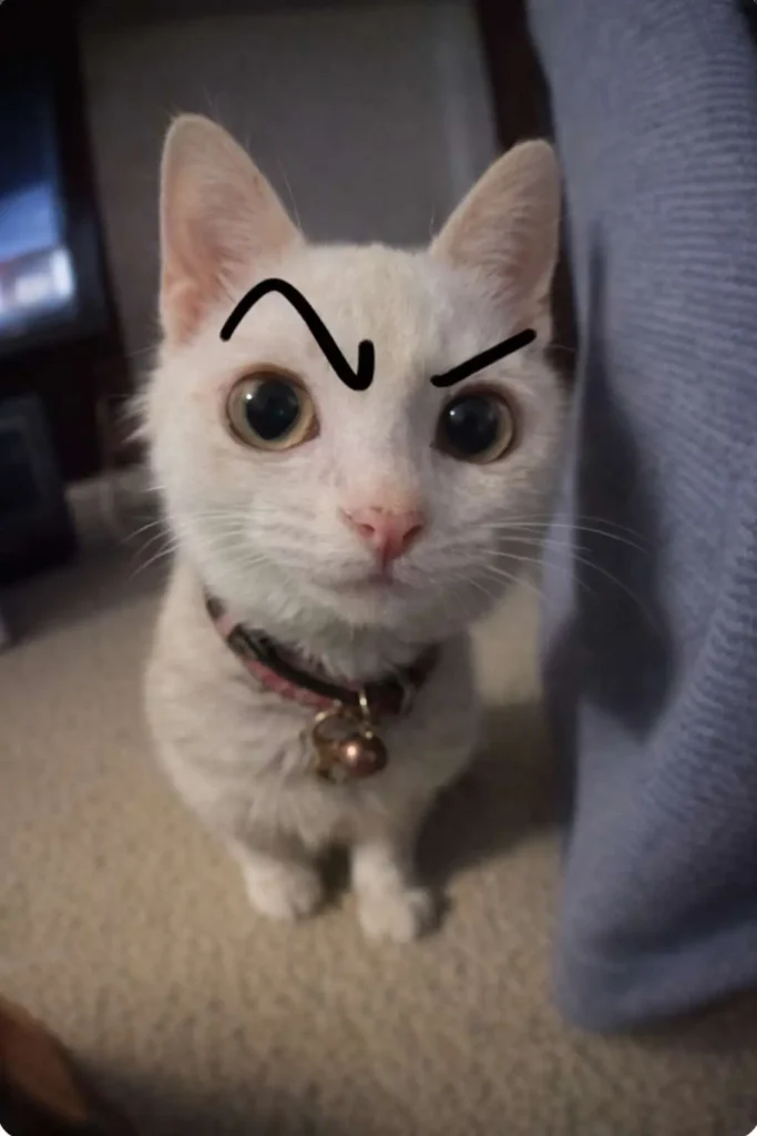 White cat with drawn angry eyebrow, goofy ahh cat meme reaction photo