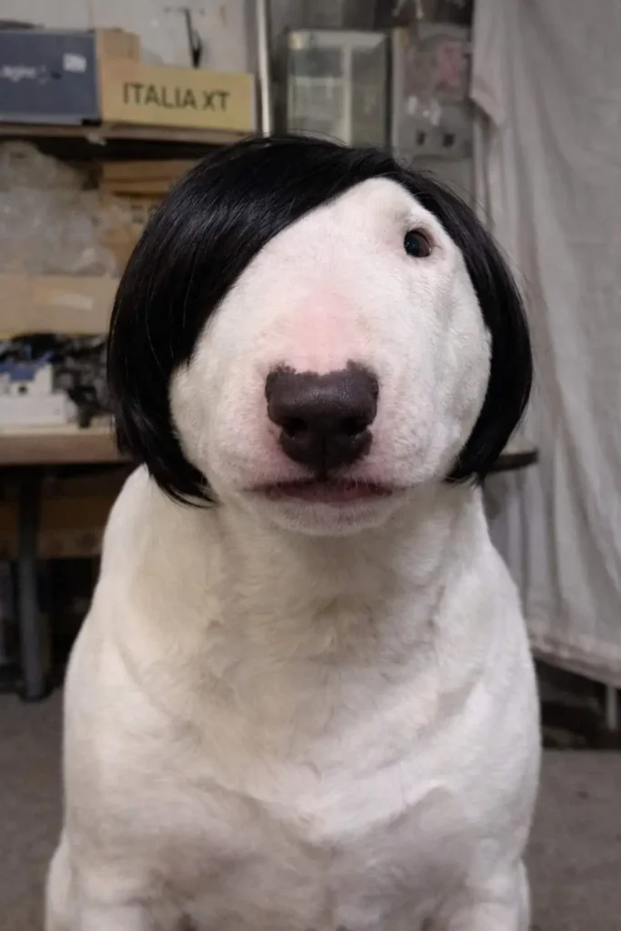 White dog wearing a short black wig with a serious expression, funny costume dog photo indoors